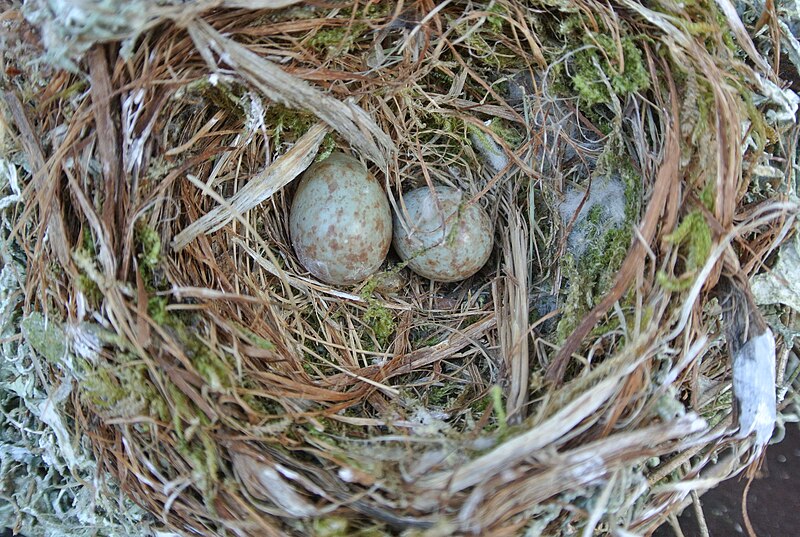 File:Muscicapa striata eggs01.jpg