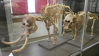 El elefante enano de Sicilia (Elephas falconeri)