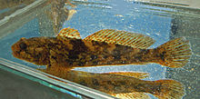 Jamur goby di aquarium.jpg