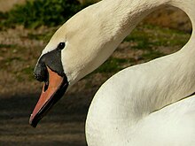 Mute Swan1.jpg