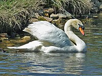 Swan, Mute Cygnus olor