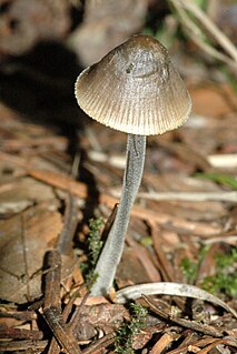 <i>Mycena polygramma</i> Species of fungus