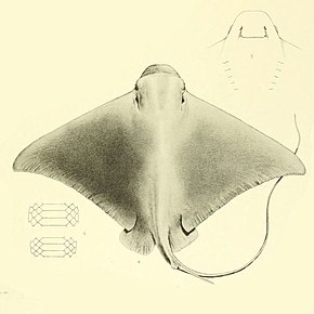 Descrizione dell'immagine Myliobatis peruvianus GARMAN, 1913.jpg.