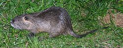 (Myocastor coypus)