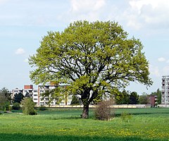 ND-H 198 Stieleiche im Beerbeekental