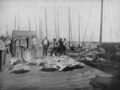 Green Turtle on Wharf at Key West, 1914