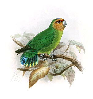 Pygmy parrot genus of birds