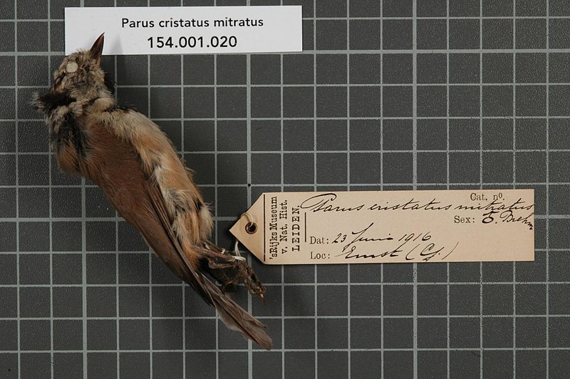 File:Naturalis Biodiversity Center - RMNH.AVES.131177 1 - Parus cristatus mitratus Brehm, 1831 - Paridae - bird skin specimen.jpeg