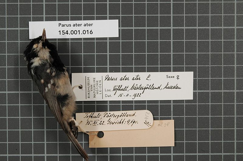 File:Naturalis Biodiversity Center - RMNH.AVES.57768 1 - Parus ater ater Linnaeus, 1758 - Paridae - bird skin specimen.jpeg