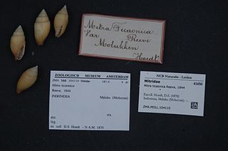 <i>Strigatella ticaonica</i> Species of gastropod