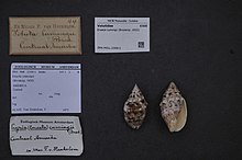 Naturalis bioxilma-xillik markazi - ZMA.MOLL.226811 - Enaeta cumingii (Broderip, 1832) - Volutidae - Mollusc shell.jpeg