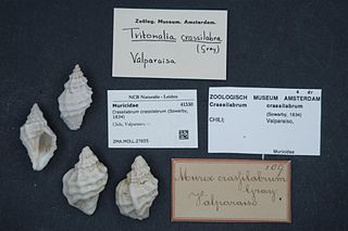 <i>Crassilabrum crassilabrum</i> Species of gastropod