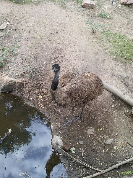 File:Nehru zoo ,india.jpg