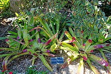 Neoregelia johannis - Ботанический сад Мари Селби - Сарасота, Флорида - DSC01724.jpg