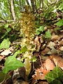 Neottia nidus-avis Germany - Ungeheuerklamm