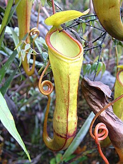 <i>Nepenthes monticola</i> Tropical pitcher plant endemic to New Guinea