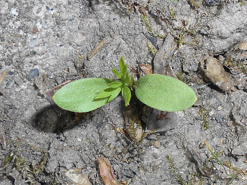 File:Nigella damascena 2018-05-06 1481.jpg