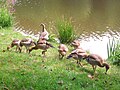 Nilgans-Familie