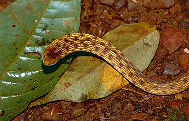 Thamnodynastes pallidus. Adulte il mesure plus ou moins 60 centimètres. Sa morsure peut se révéler léthale.