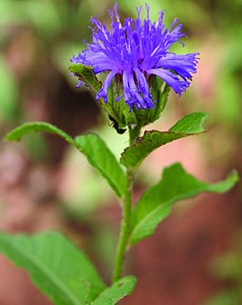 Nothovernonia purpurea