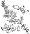 Dlakavi kílovnik [sic!]. (Herniária glábra.) Illustration #285 in: Martin Cilenšek: Naše škodljive rastline, Celovec (1892)