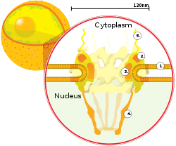 A cross section of a nuclear pore on the surface of the nuclear envelope (1). Other diagram labels show (2) the outer ring, (3) spokes, (4) basket, and (5) filaments. NuclearPore crop.svg