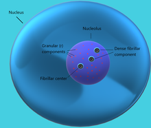 Nucleolus with pre-rRNA components called Introns and Exons. Nucleolus (including pre-rRNA components).png