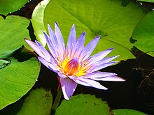 Nymphaea Caerula.jpg