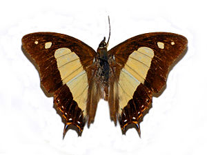 Nymphalidae - Polyura arja.jpg