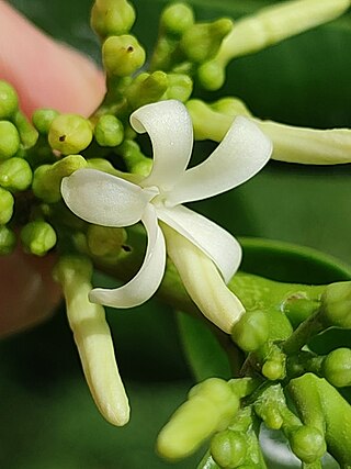 <i>Ochrosia oppositifolia</i> Species of plant