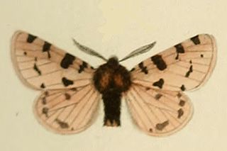 <i>Ocnogyna zoraida</i> Species of moth