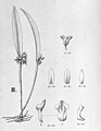 Octomeria concolor plate 129, fig. III in: Alfred Cogniaux: Flora Brasiliensis vol. 3 pt. 4 (1893-1896) (Detail)