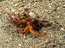 Octopus marginatus (Кокосовый осьминог) .jpg