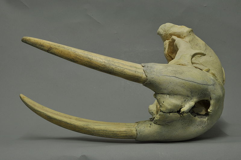 File:Odobenus rosmarus 02 MWNH 107.JPG