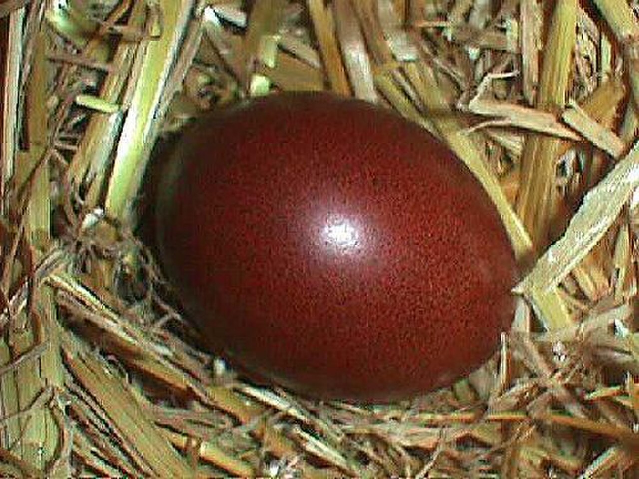 Шоколадное яйцо Марана