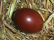 l'œuf de la Marans -