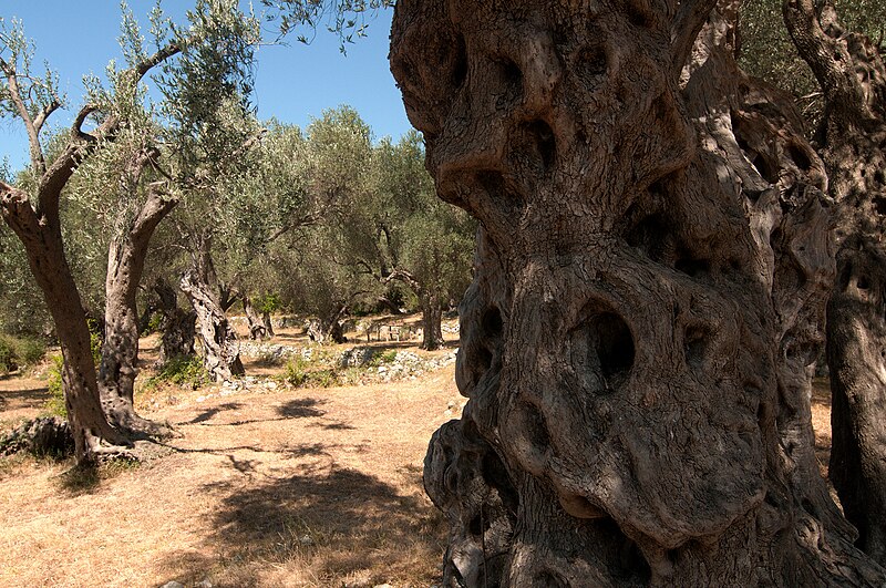 File:Old olive trees at Monte Negro.jpg