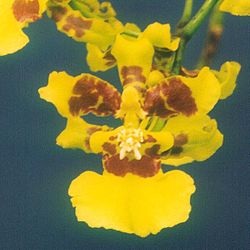 Oncidium sarcatum