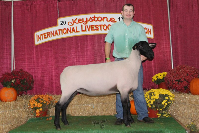 File:Open Show Ch. Suffolk Ewe (37531220966).jpg