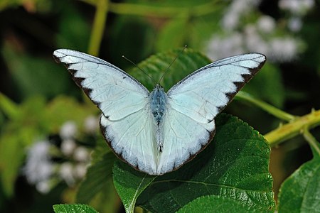 Dorsal view (Male)