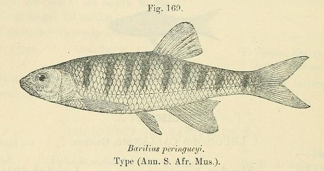 Minnow - Wikipedia