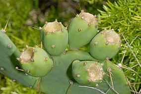 Opuntia stricta.jpg