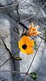 * Nomination Flowers hanging over gray stone wall --Mrtony77 21:04, 11 October 2015 (UTC) * Decline blurred --Cccefalon 04:11, 12 October 2015 (UTC)