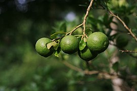 Oranges