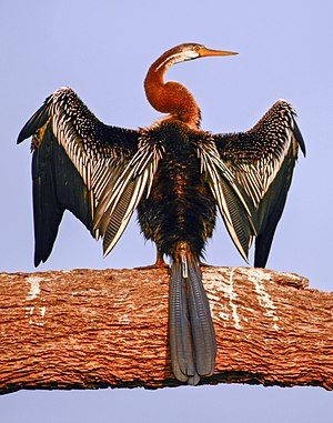 Oriental Darter