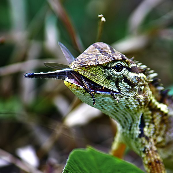 File:Oriental garden lizard eats robber fly.jpg