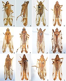 Orthopagus species (10.3897-zse.94.26859) Figure 2.jpg