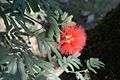 * Nomination Calliandra tweediei in the Botanical Garden of Naples in Naples. --Moroder 13:58, 1 December 2016 (UTC) * Promotion  Support Good quality.--Famberhorst 16:06, 1 December 2016 (UTC)