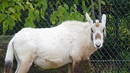 Oryx leucoryx - Oryx d'Arabie - Ménagerie Paris 17.JPG