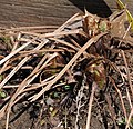 Ostrich Fern before the emergence of the non-fertile fronds.